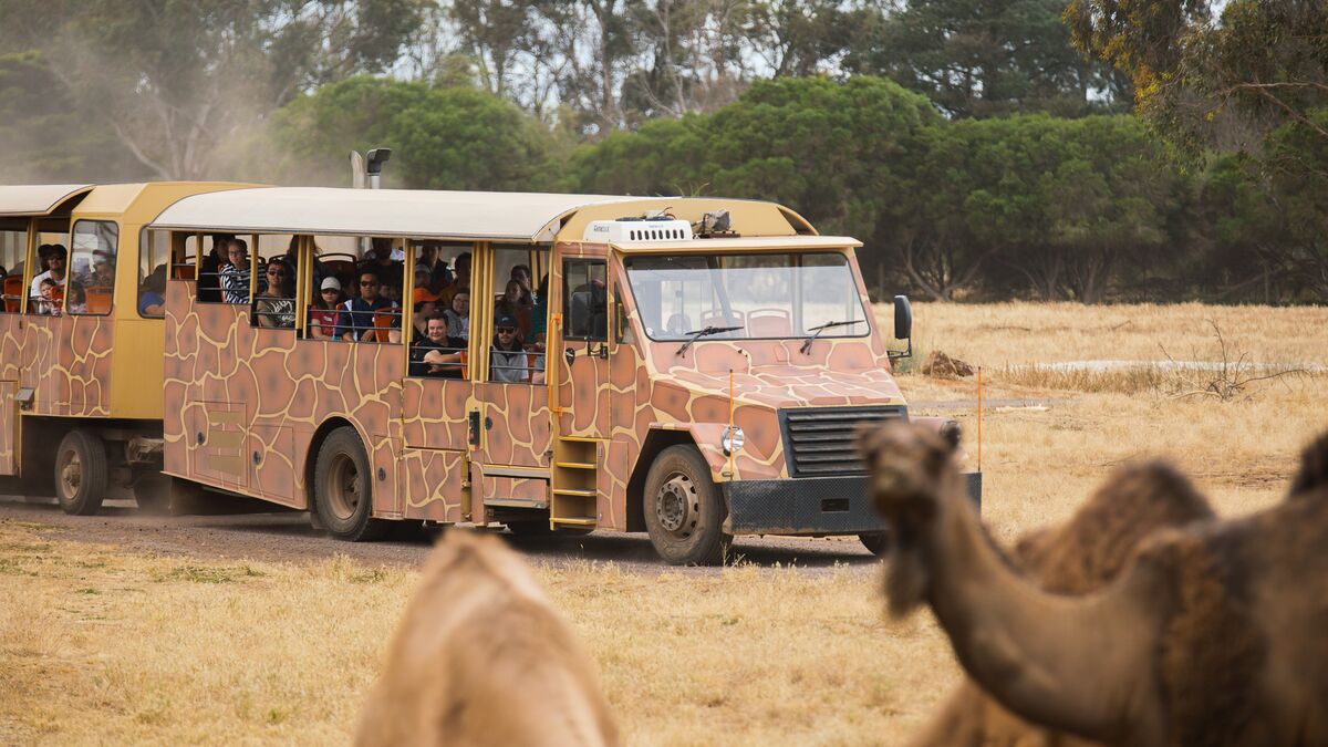 Werribee Open Range Zoo 1921 Safari Tour bus with camels Hi res for print